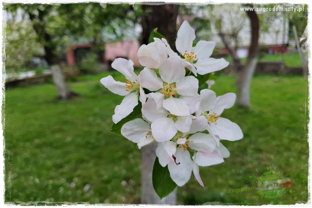 Wiosenne opryski drzew owocowych 3