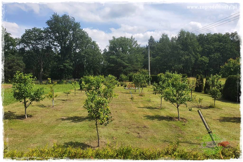 Wiosenne opryski drzew owocowych 4