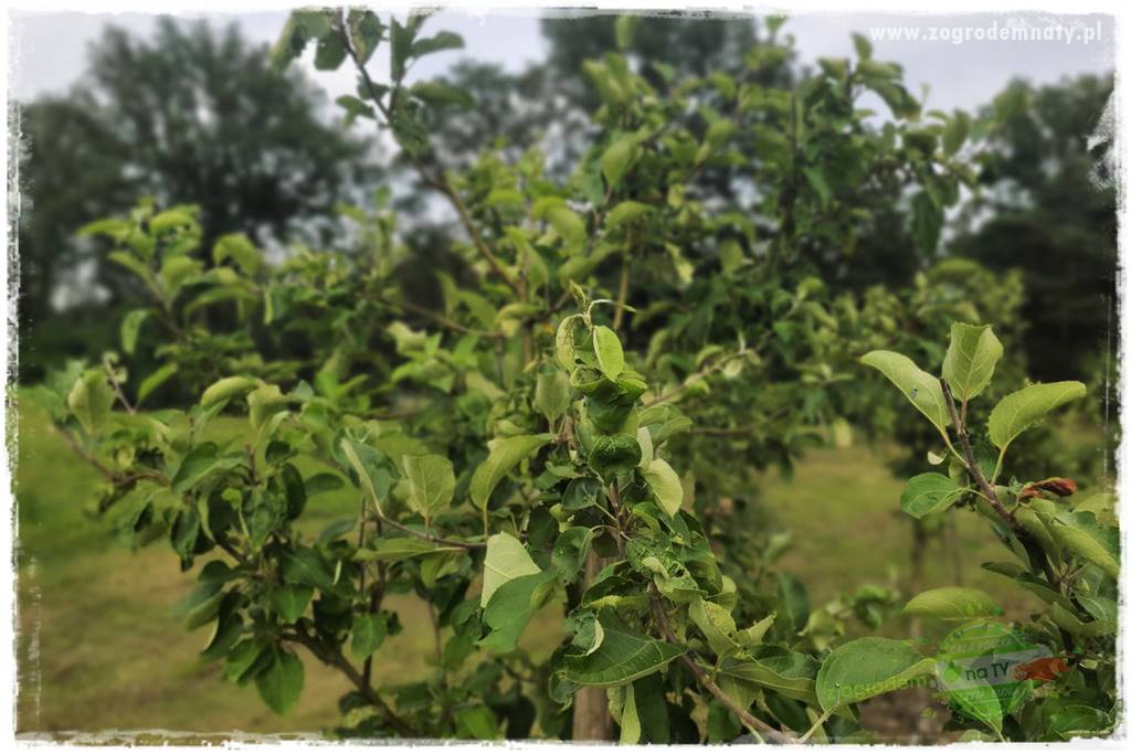 Wiosenne opryski drzew owocowych 5