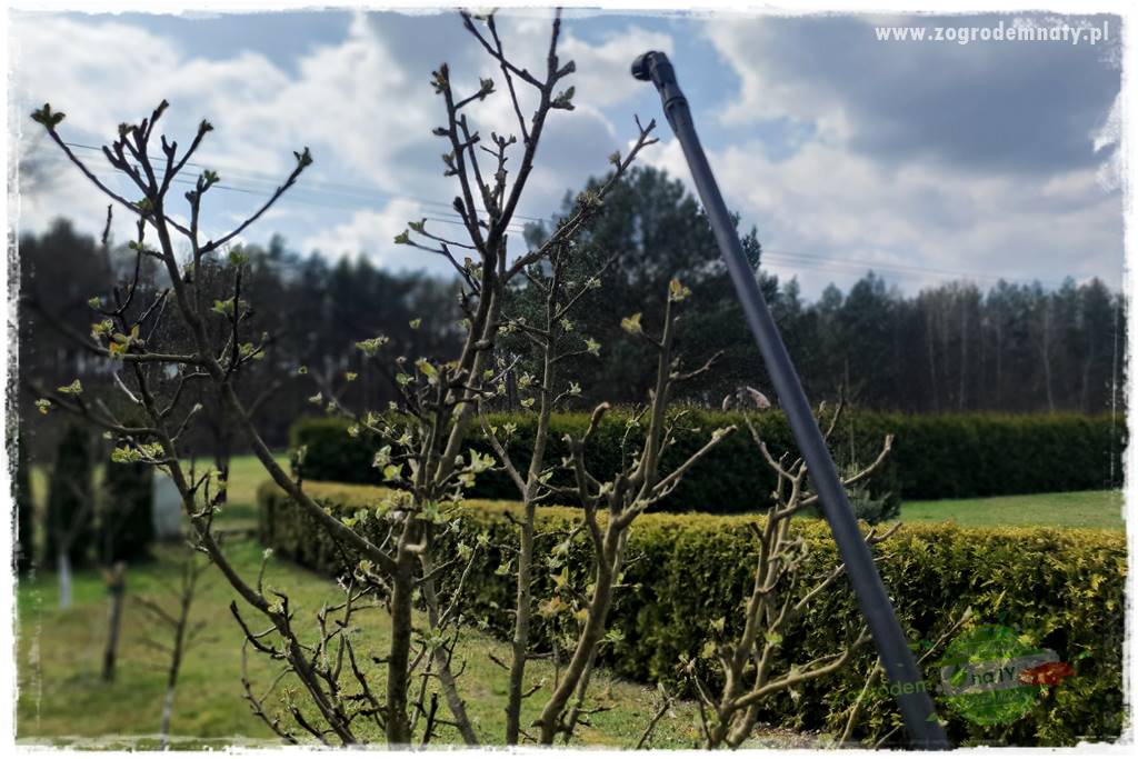 Wiosenne opryski drzew owocowych 7