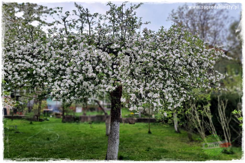 Wiosenne opryski drzew owocowych 8