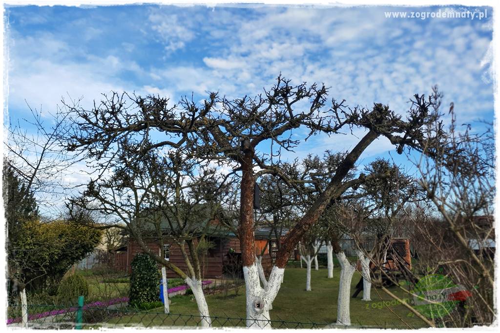 Wiosenne opryski drzew owocowych 9