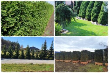 Żywopłot ze świerka 0