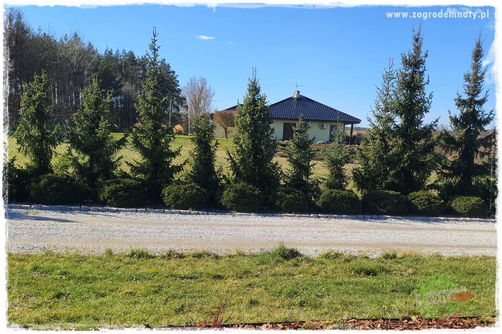 Żywopłot ze świerka 12