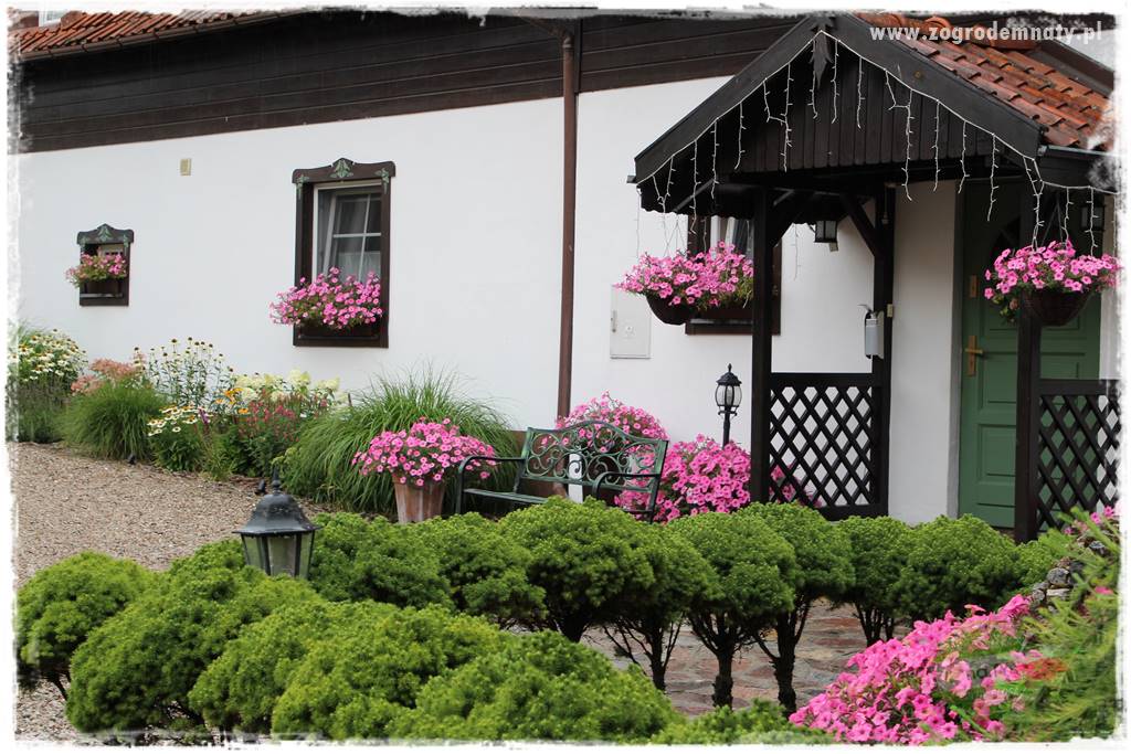 Żywopłot ze świerka 15