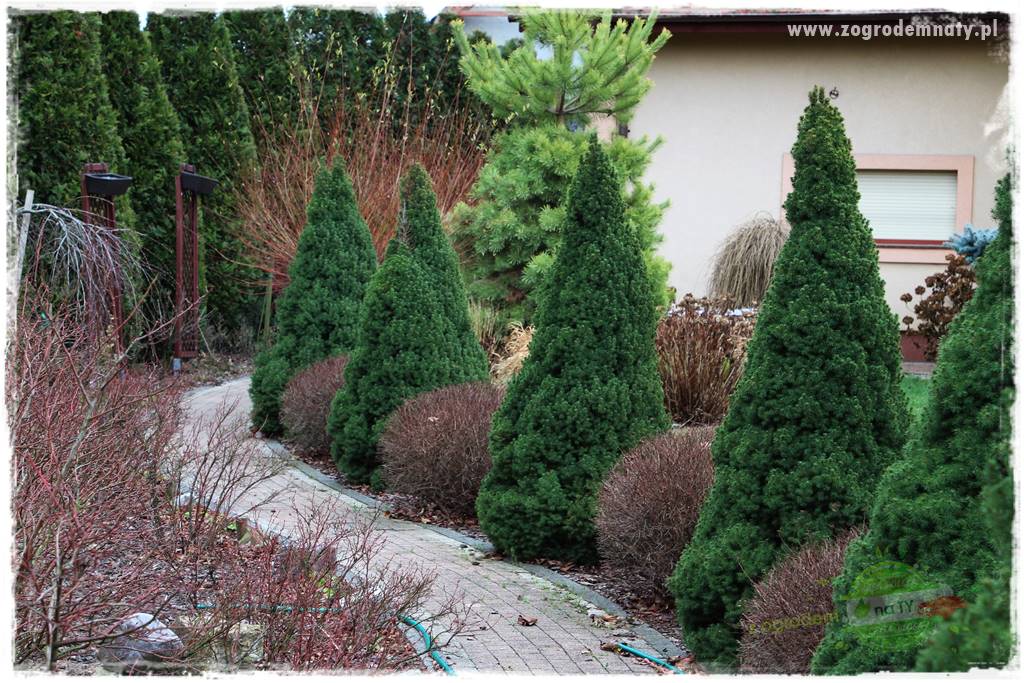 Żywopłot ze świerka 16