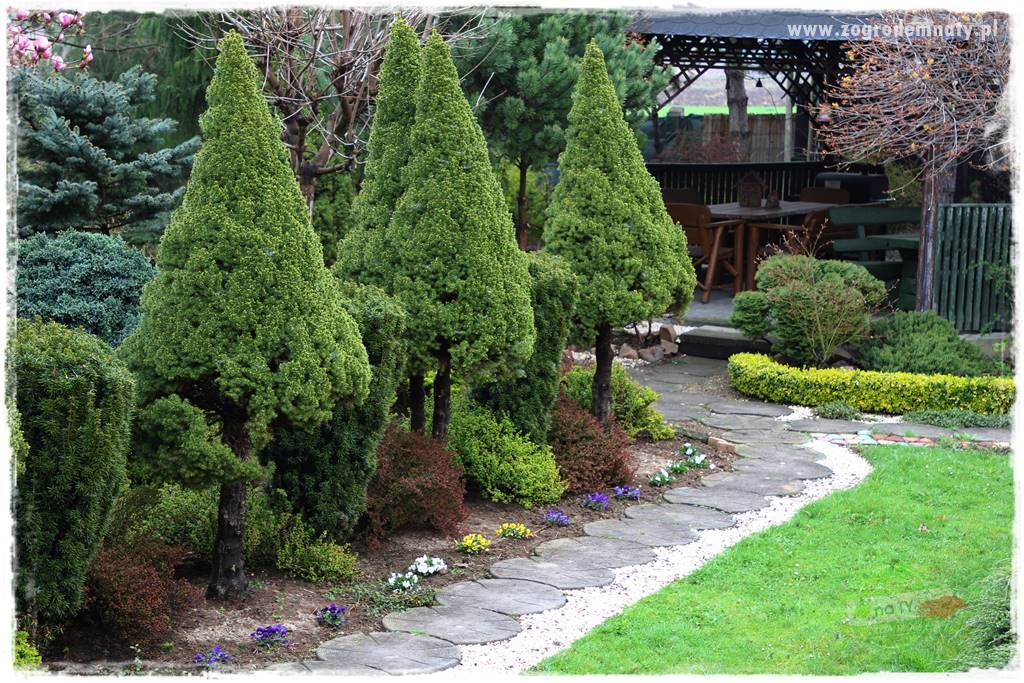 Żywopłot ze świerka 17