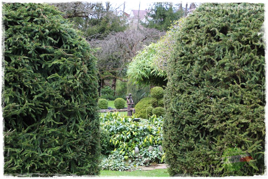 Żywopłot ze świerka 18