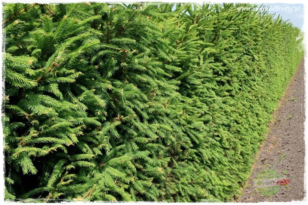 Żywopłot ze świerka 19