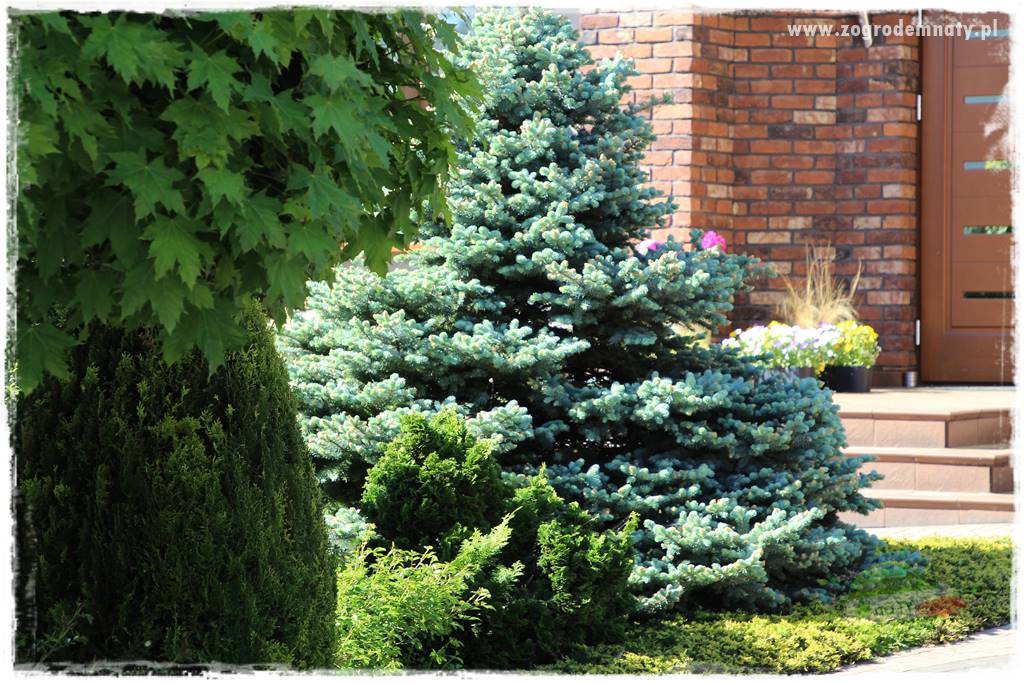 Żywopłot ze świerka 2