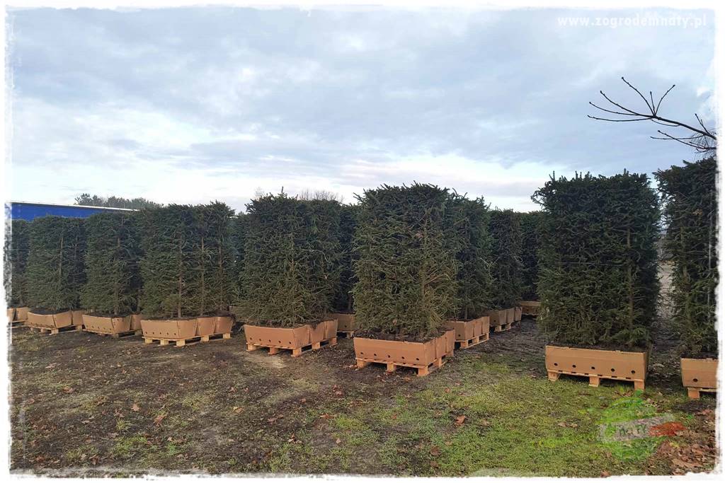 Żywopłot ze świerka 20