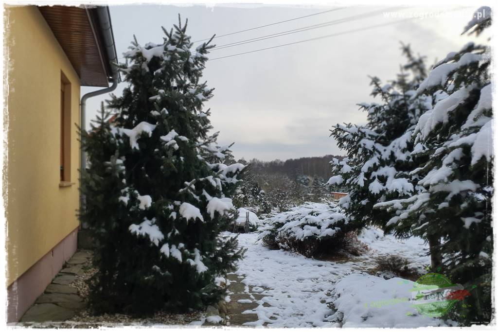 Żywopłot ze świerka 26