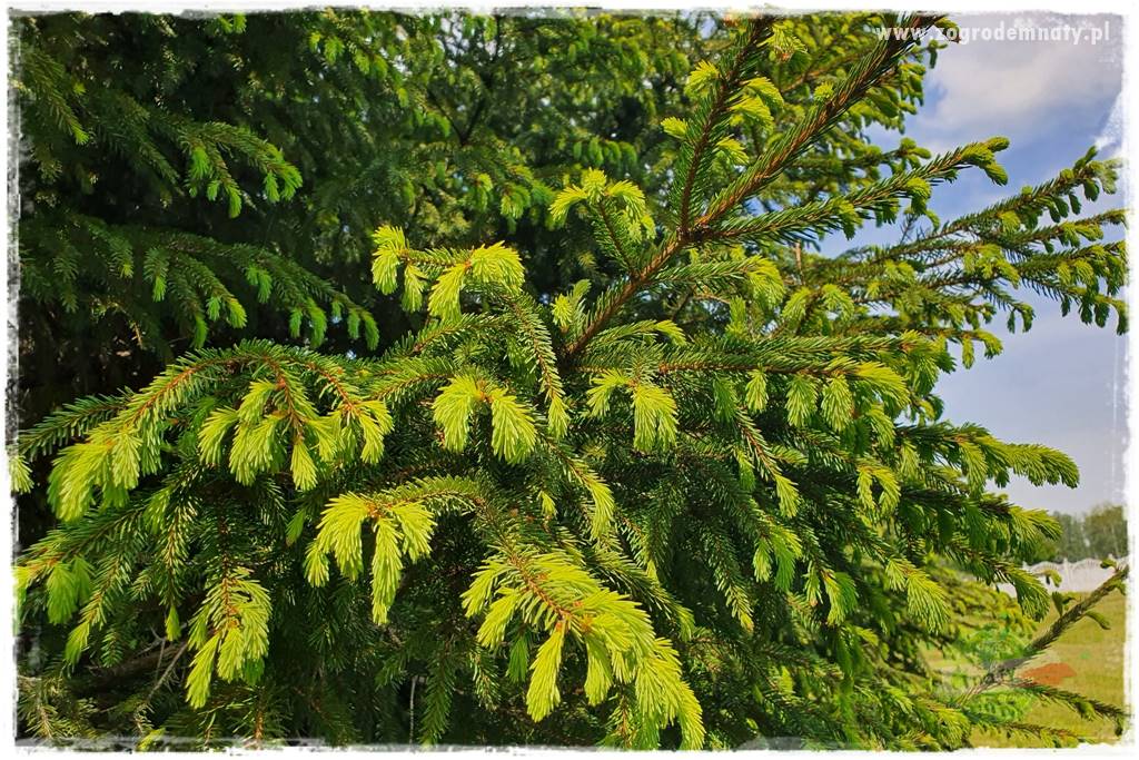Żywopłot ze świerka 27