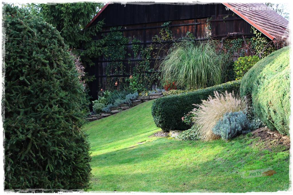 Żywopłot ze świerka 28