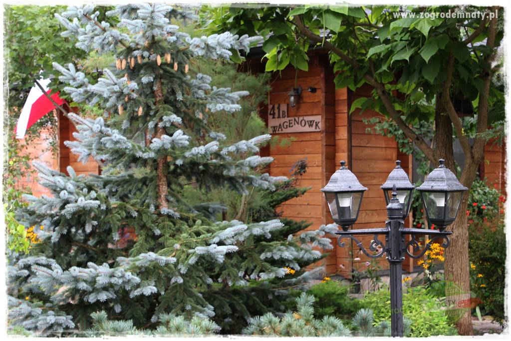 Żywopłot ze świerka 3