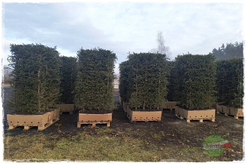 Żywopłot ze świerka 30