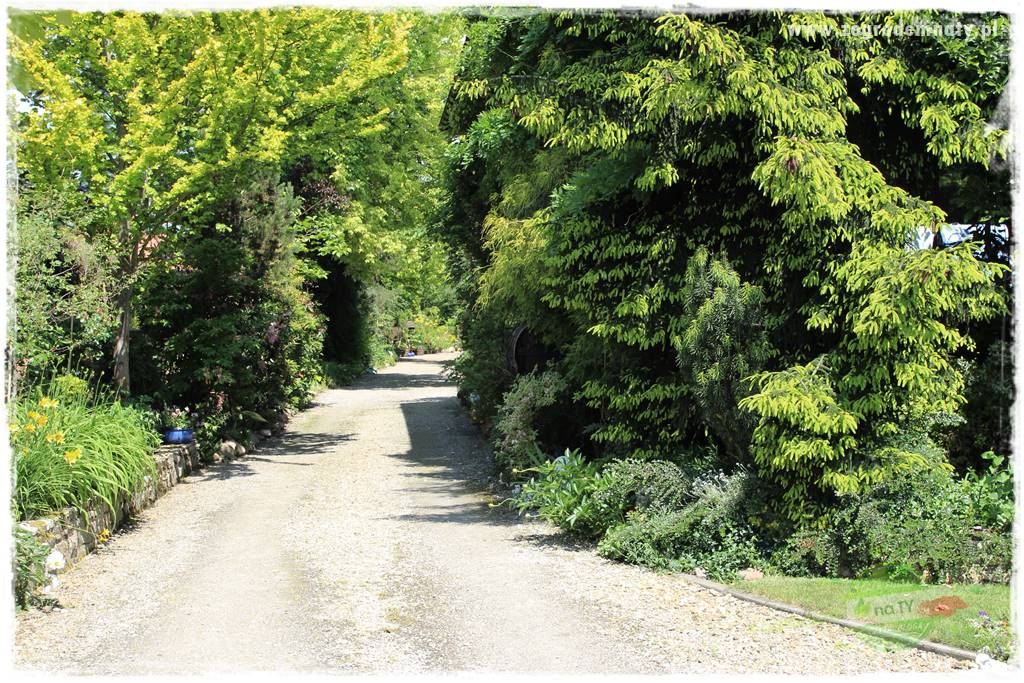 Żywopłot ze świerka 4