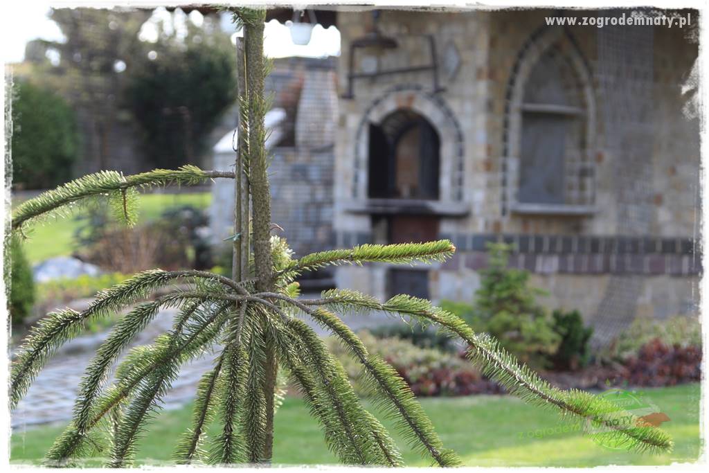 Żywopłot ze świerka 6