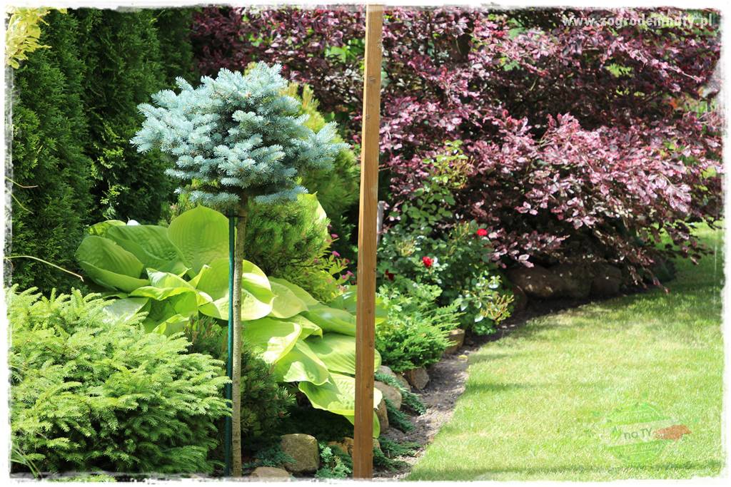 Żywopłot ze świerka 8