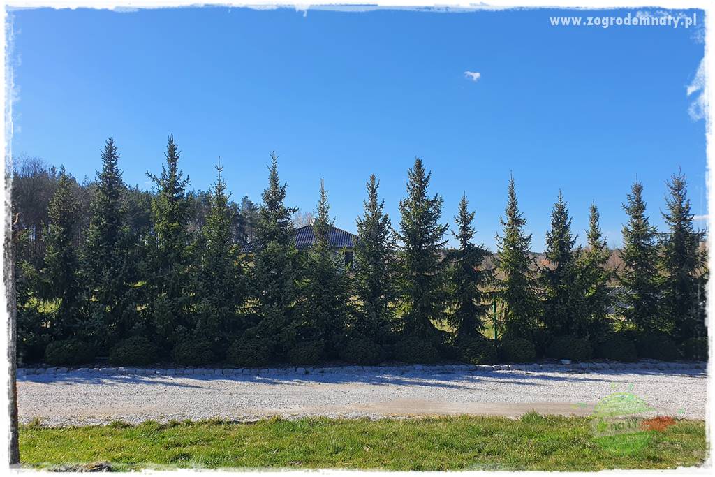 Żywopłot ze świerka 9