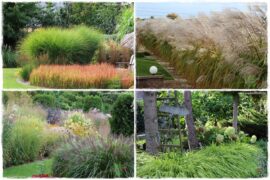 piękne trawy ozdobne 0