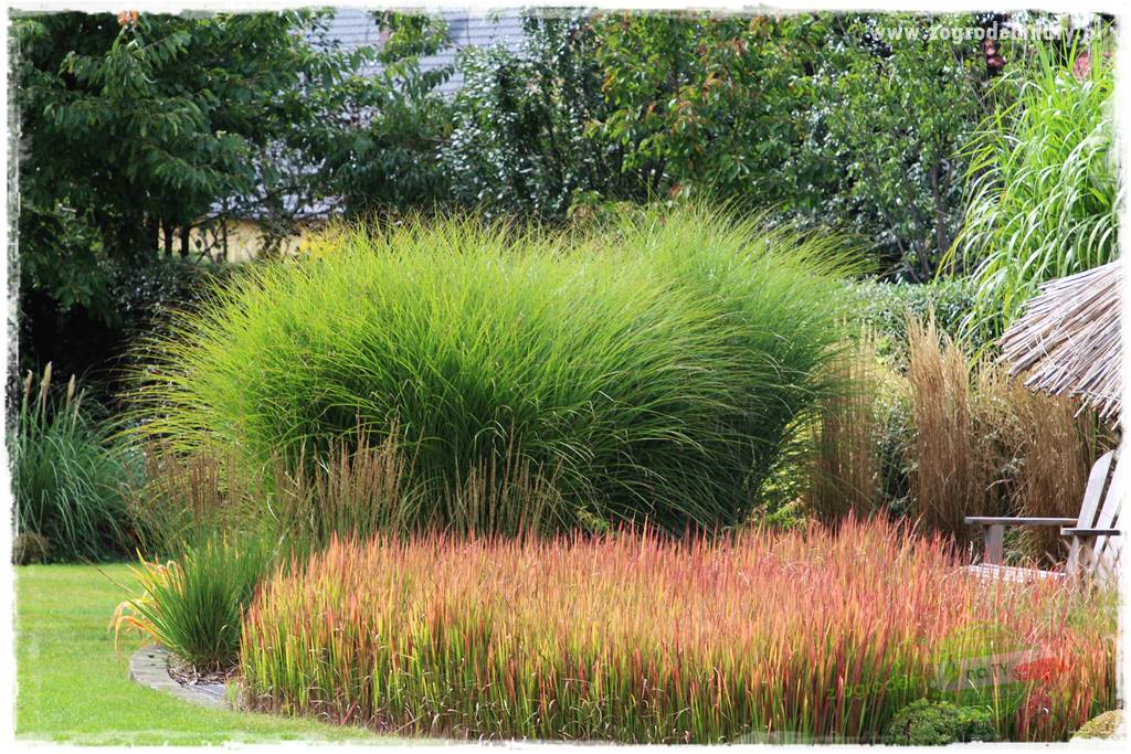 piękne trawy ozdobne 1 piękne trawy ozdobne 1