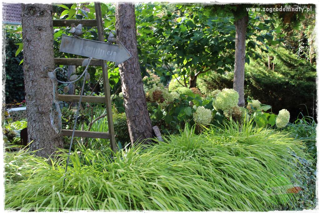 piękne trawy ozdobne 11 piękne trawy ozdobne 11