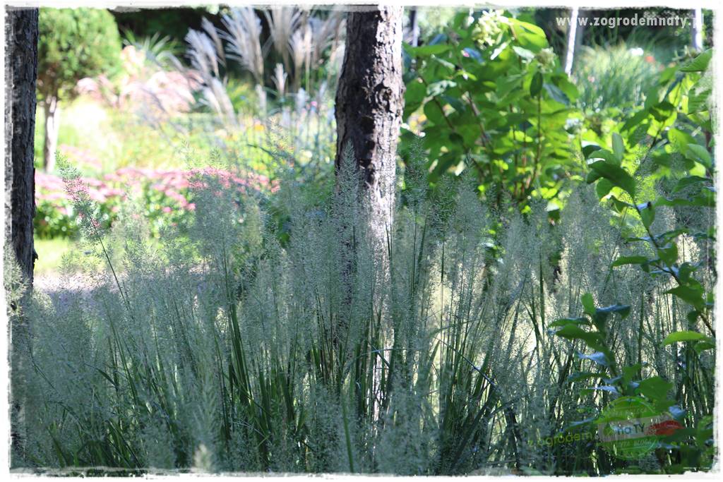 piękne trawy ozdobne 12 piękne trawy ozdobne 12