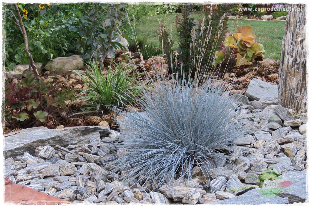 piękne trawy ozdobne 14 piękne trawy ozdobne 14