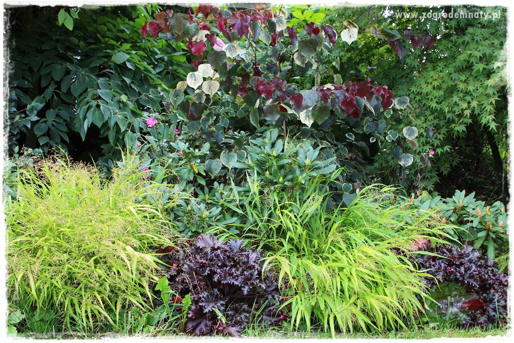 piękne trawy ozdobne 16 piękne trawy ozdobne 16