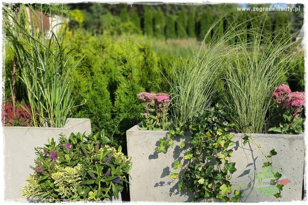 piękne trawy ozdobne 17 piękne trawy ozdobne 17