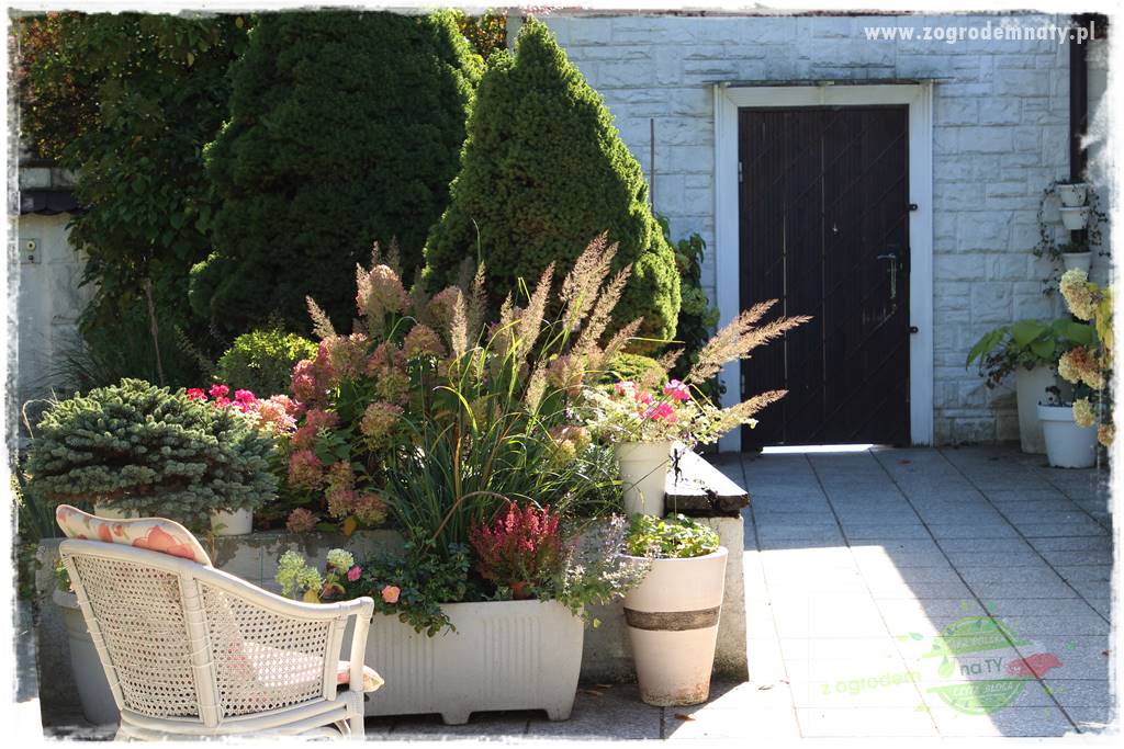 piękne trawy ozdobne 18 piękne trawy ozdobne 18