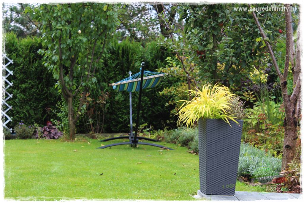 piękne trawy ozdobne 19 piękne trawy ozdobne 19