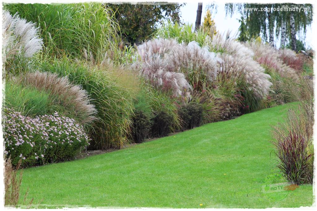 piękne trawy ozdobne 2 piękne trawy ozdobne 2