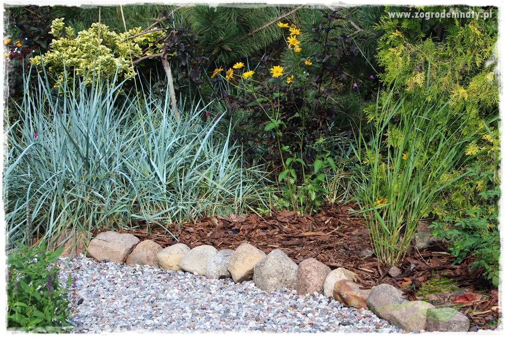 piękne trawy ozdobne 20 piękne trawy ozdobne 20