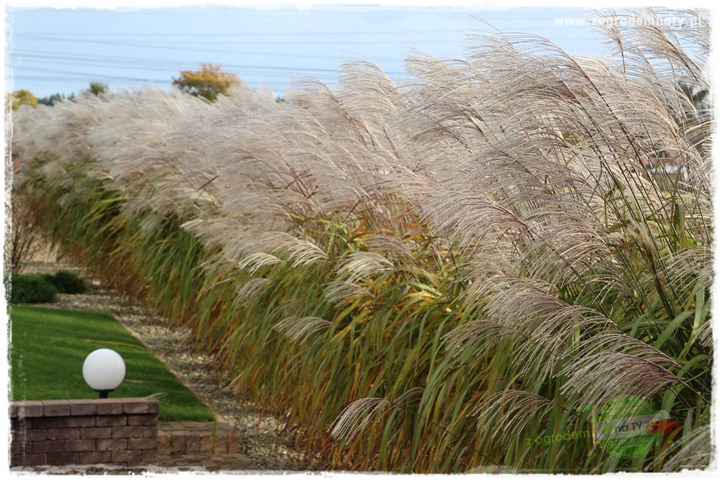 piękne trawy ozdobne 21 piękne trawy ozdobne 21
