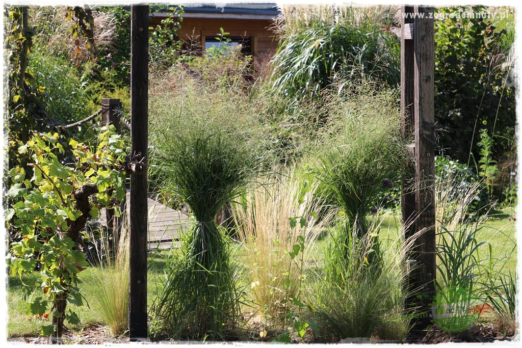 piękne trawy ozdobne 22 piękne trawy ozdobne 22