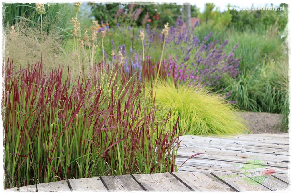 piękne trawy ozdobne 23