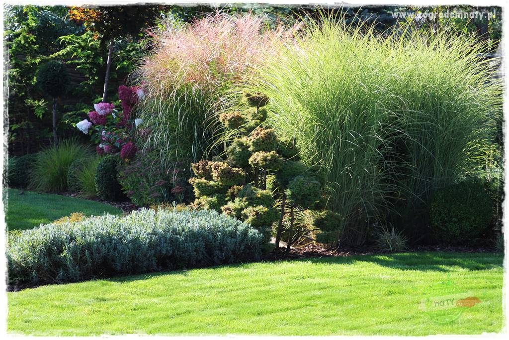 piękne trawy ozdobne 24 piękne trawy ozdobne 24