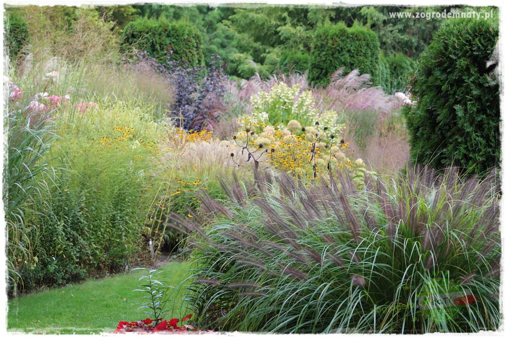 piękne trawy ozdobne 25 piękne trawy ozdobne 25