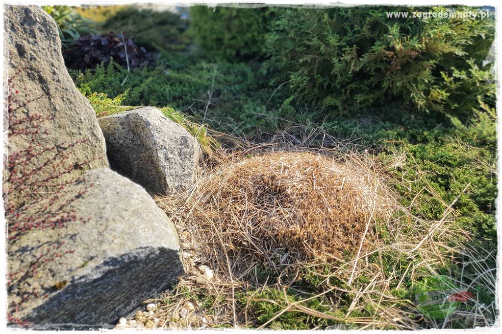 piękne trawy ozdobne 27 piękne trawy ozdobne 27