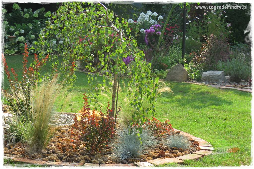 piękne trawy ozdobne 28 piękne trawy ozdobne 28