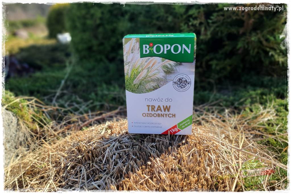 piękne trawy ozdobne 29