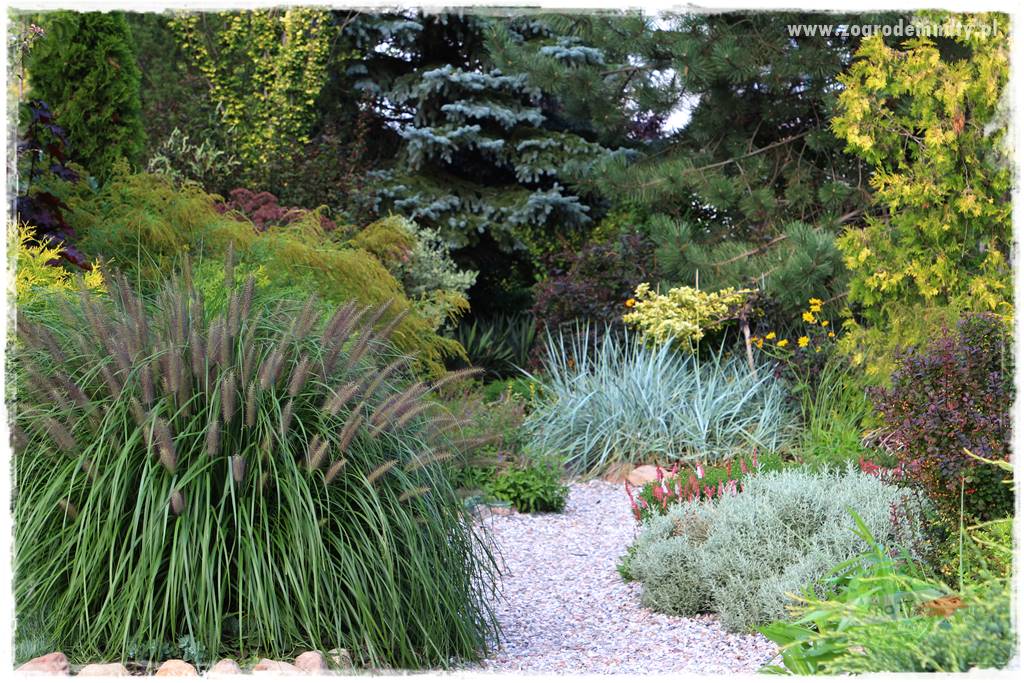 piękne trawy ozdobne 3 piękne trawy ozdobne 3