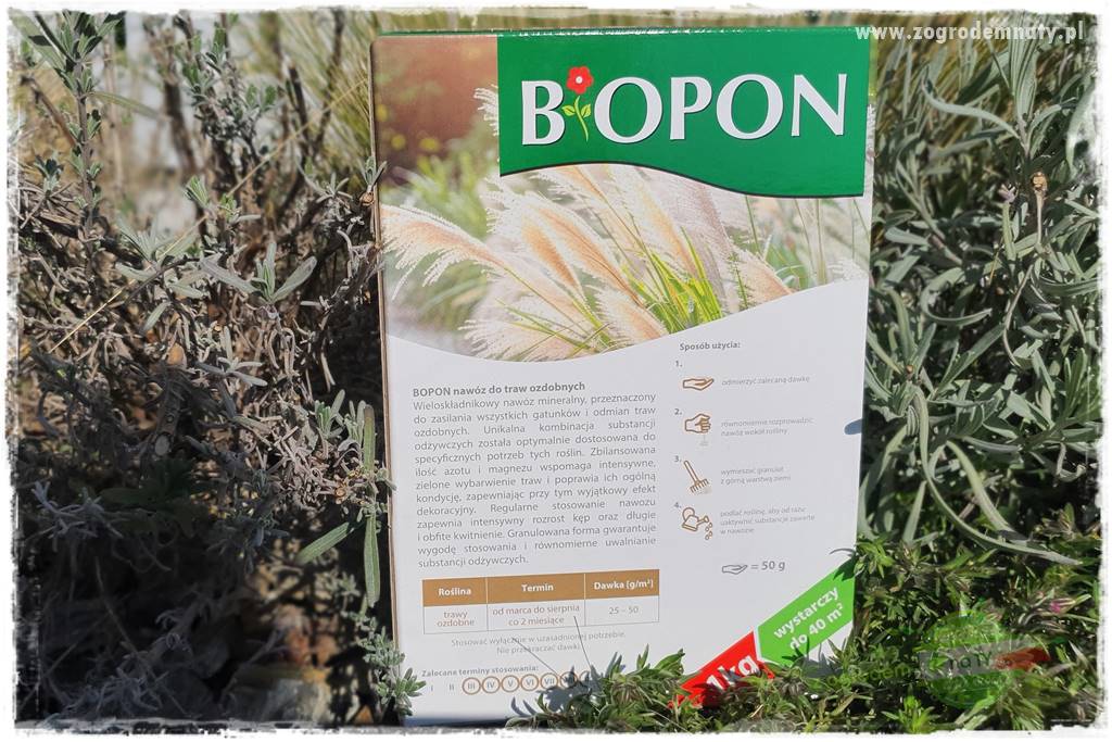 piękne trawy ozdobne 30 piękne trawy ozdobne 30