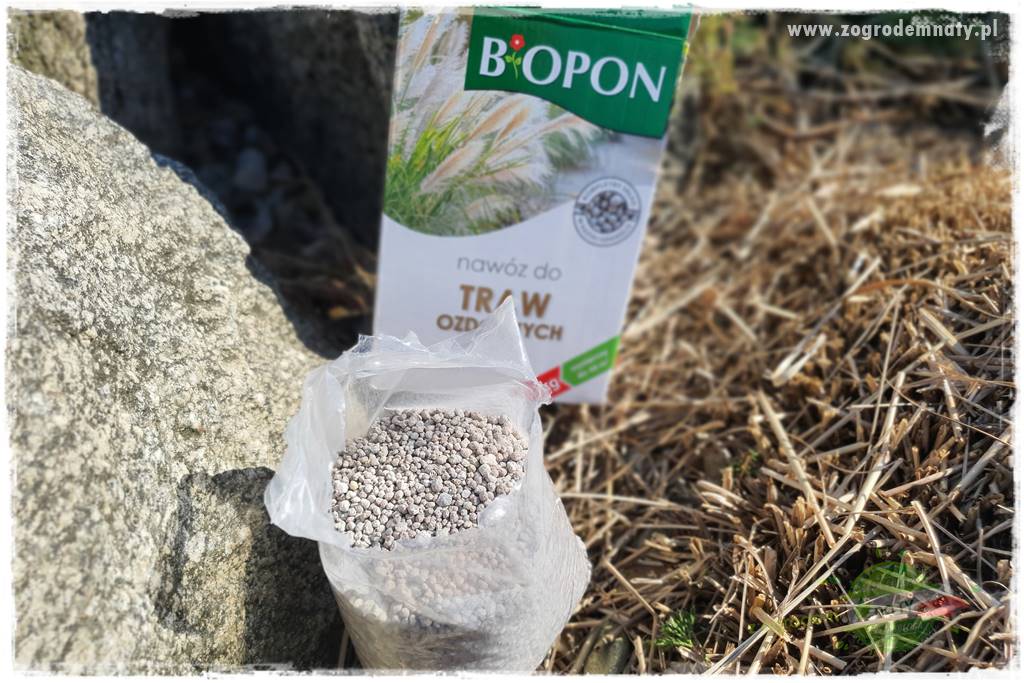 piękne trawy ozdobne 32 piękne trawy ozdobne 32