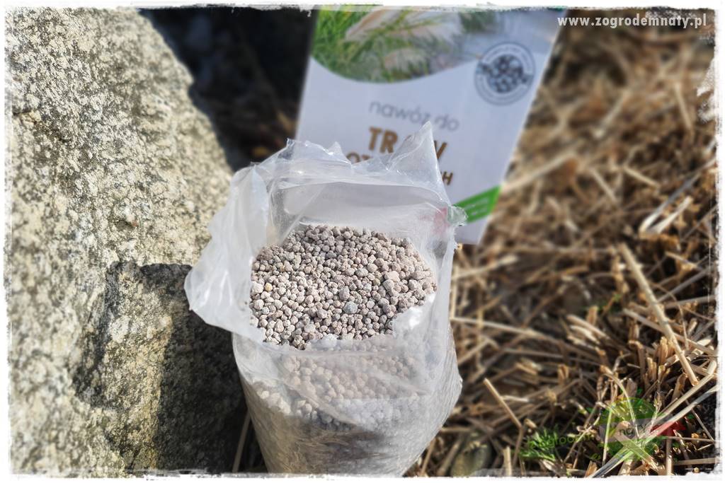 piękne trawy ozdobne 34 piękne trawy ozdobne 34