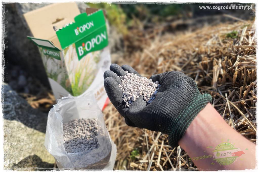 piękne trawy ozdobne 35 piękne trawy ozdobne 35