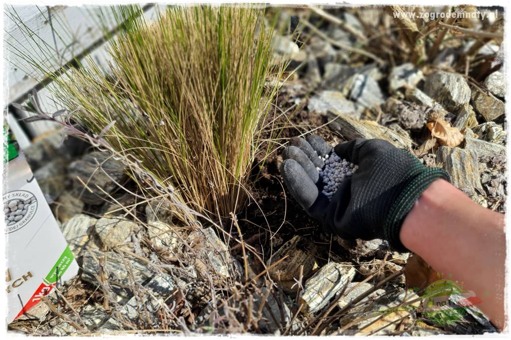 piękne trawy ozdobne 37 piękne trawy ozdobne 37