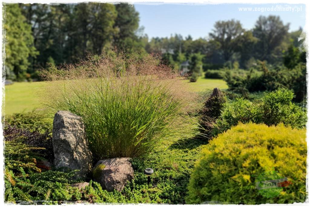 piękne trawy ozdobne 39